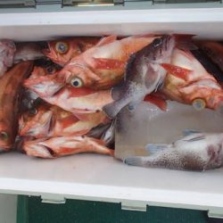 第二むつ漁丸 釣果