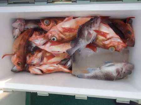 第二むつ漁丸 釣果