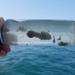 遊漁船 ニライカナイ 釣果