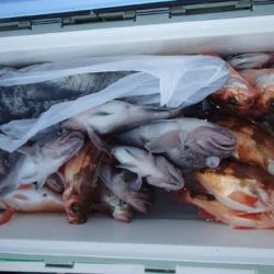 第二むつ漁丸 釣果