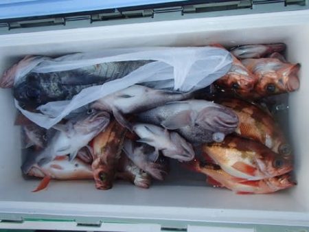 第二むつ漁丸 釣果