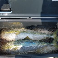 遊漁船 ニライカナイ 釣果