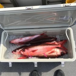 へいみつ丸 釣果