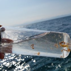 遊漁船 ニライカナイ 釣果