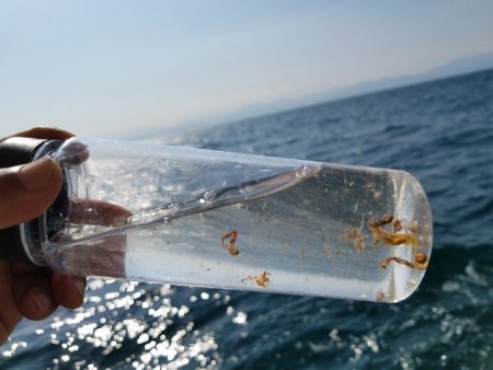 遊漁船 ニライカナイ 釣果