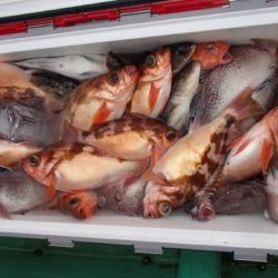 第二むつ漁丸 釣果