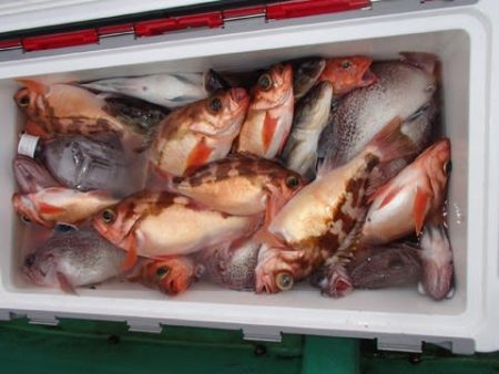 第二むつ漁丸 釣果