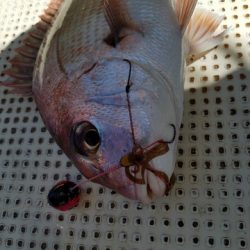 遊漁船 ニライカナイ 釣果