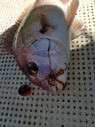 遊漁船 ニライカナイ 釣果