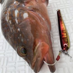 Magic(マジック) 釣果