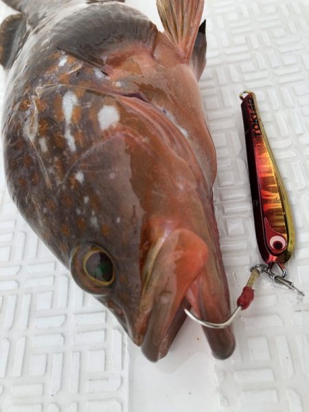 Magic(マジック) 釣果