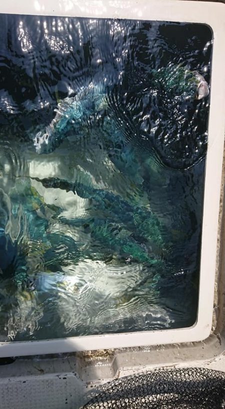 スカイマリン 釣果