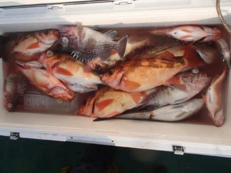 第二むつ漁丸 釣果