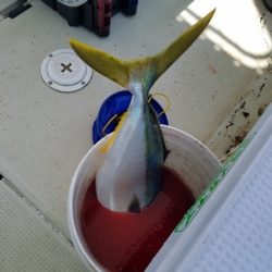 遊漁船 ニライカナイ 釣果