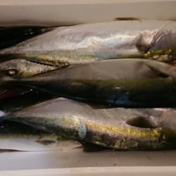 スカイマリン 釣果