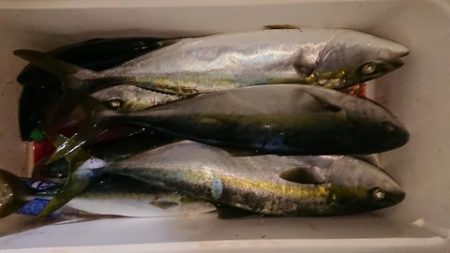 スカイマリン 釣果