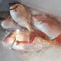 こうゆう丸 釣果