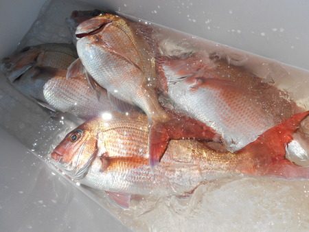 こうゆう丸 釣果