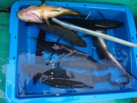 第二むつ漁丸 釣果