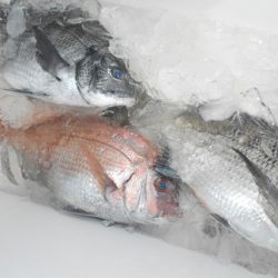 こうゆう丸 釣果