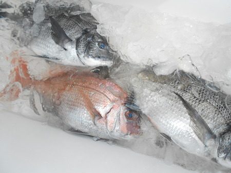 こうゆう丸 釣果