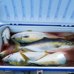 遊漁船 ニライカナイ 釣果