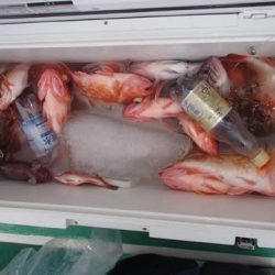 第二むつ漁丸 釣果