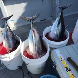 へいみつ丸 釣果