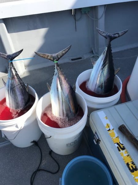 へいみつ丸 釣果