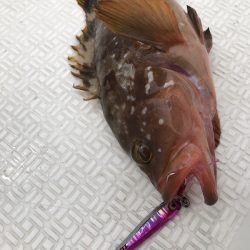 Magic(マジック) 釣果