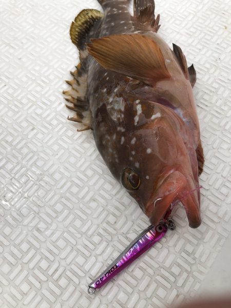 Magic(マジック) 釣果