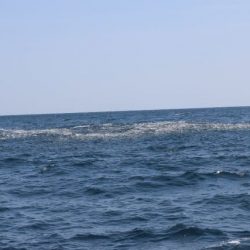 へいみつ丸 釣果