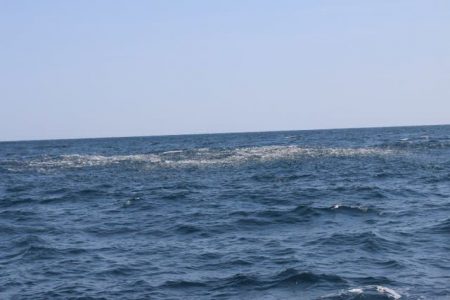 へいみつ丸 釣果