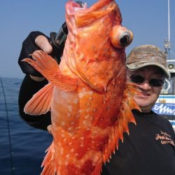 シードリーム 釣果