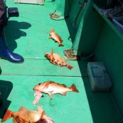 第三むつりょう丸 釣果