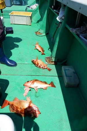 第三むつりょう丸 釣果