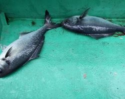 第三むつりょう丸 釣果