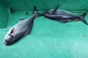 第三むつりょう丸 釣果