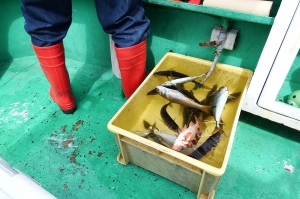 第三むつりょう丸 釣果