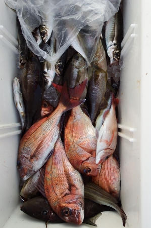 第三むつりょう丸 釣果