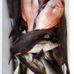 第三むつりょう丸 釣果