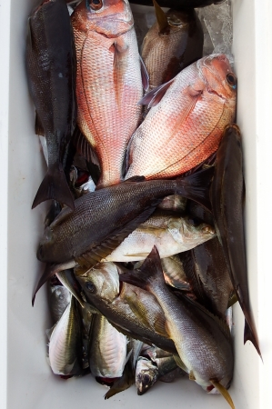 第三むつりょう丸 釣果