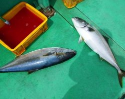 第三むつりょう丸 釣果