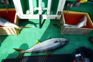 第三むつりょう丸 釣果