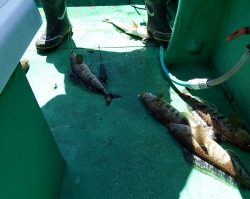 第三むつりょう丸 釣果