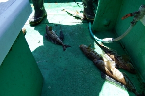 第三むつりょう丸 釣果