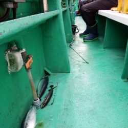 第三むつりょう丸 釣果