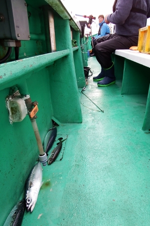 第三むつりょう丸 釣果