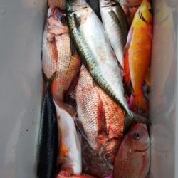 第三むつりょう丸 釣果