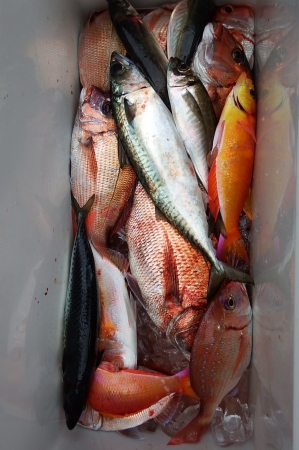 第三むつりょう丸 釣果